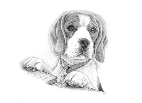 Drawing Of A Beautiful Beagle Called Willow Dog Drawing Dog Pencil