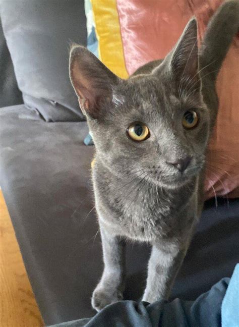 Stunning Russian Blue Mix Kitten For Adoption In San Antonio Texas