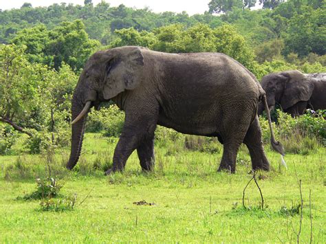 Fileelefant Ghana Wikimedia Commons