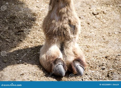 Camels Toe Stock Photos Free And Royalty Free Stock Photos From Dreamstime
