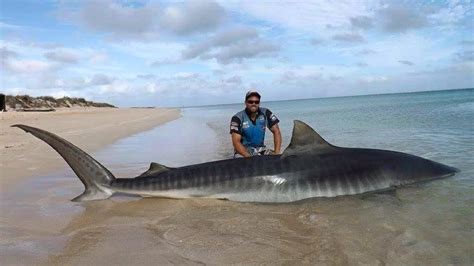 Two Massive Sharks Caught Off Beach