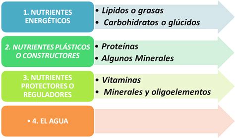 Clasificacion De Los Nutrientes Segun Su Funcion En El Organismodocx