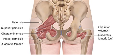 The only bone in the thigh is the femur, which extends from the hip to the knee. Palpation - Hip Joint/Thigh - Learn Muscles