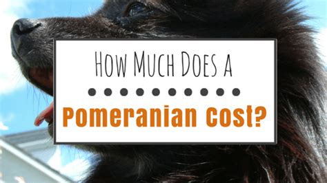 How do i pick the best pomeranian puppy from a litter? How Much Does a Pomeranian Cost?
