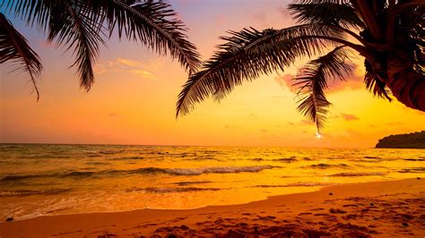 Sky, sea, tropics, sunset, palm tree, arecales, tropical landscape ...