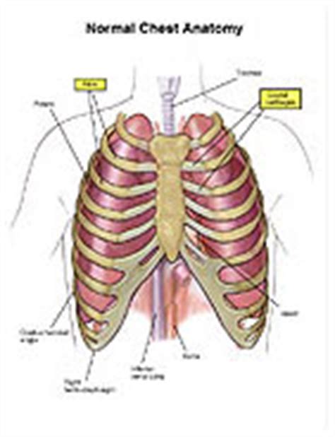The first is the pectoralis major which is the largest one and located in the center of the chest. Normal Chest Anatomy Medical Exhibit