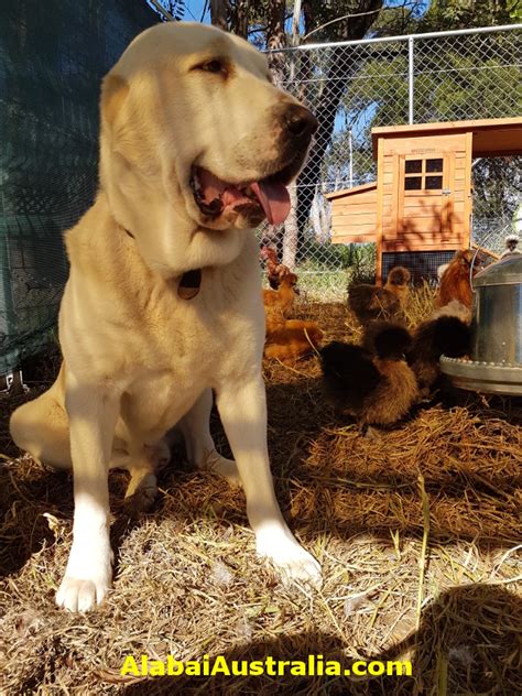 Alabai in the new year's eve 2020 australian bushfires. Alabai Australia - Central Asian Shepherd Dog (Alabai) Photos