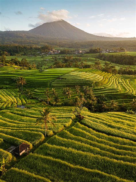 Jatiluwih Rice Terraces Unesco Heritage Site Dawn Landscape Photography