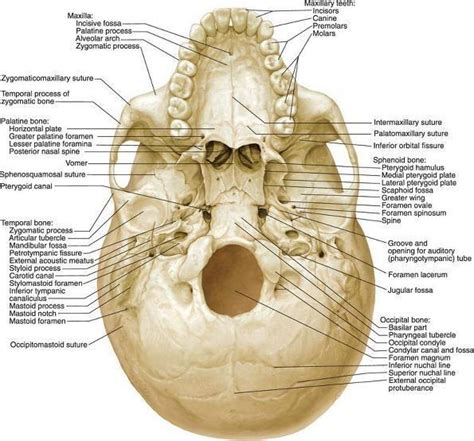 Inferior View Of The Skull Human Anatomy And Physiology Basic