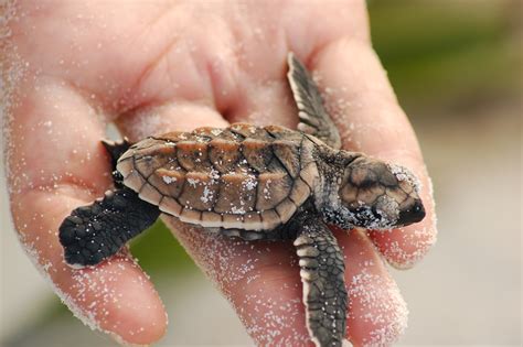 Fertilization is internal and copulation occurs in the water both at the surface. DNA reveals mating patterns of critically endangered sea ...