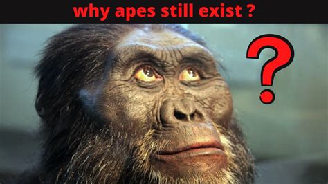 If Humans Evolved From Apes Why There Still Apes Youtube