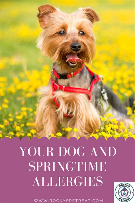 Your Dog And Springtime Allergies Dog Allergies Dogs Dog Sneezing