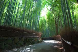Filesagano Bamboo Forest Arashiyama Kyoto Wikimedia Commons