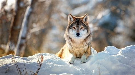 Wolf Sitting In The Snow