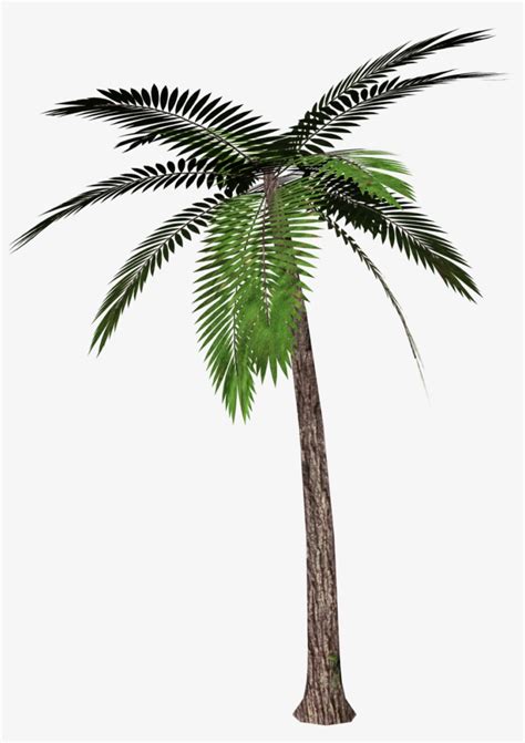 Palm Tree Transparent Background Transparent Png 936x1280 Free