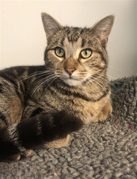 Tabby Id42374 Male Domestic Short Hair Cat In Vic Petrescue