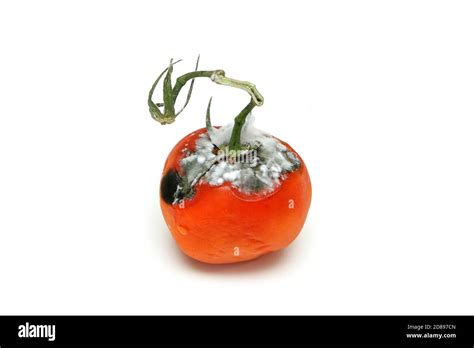 Rotten Tomato Cut Out Stock Images And Pictures Alamy