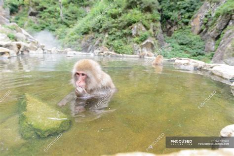Cute Monkey Taking Bath In Pond — Garden Primates Stock Photo
