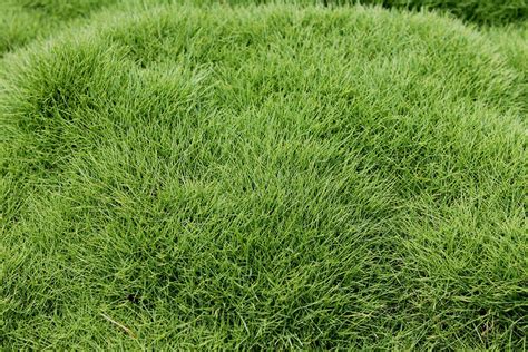 Zoysia Tenuifolia Buy No Mow Grass Plants Online 6 For 39