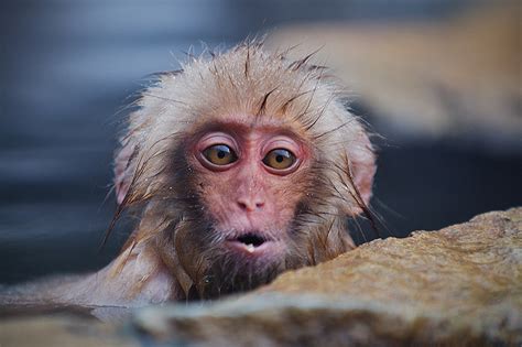 Young Japanese Macaque Sean Crane Photography
