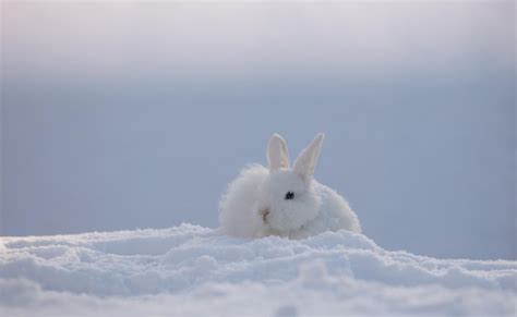 Premium Photo Cute White Rabbit In The Cold