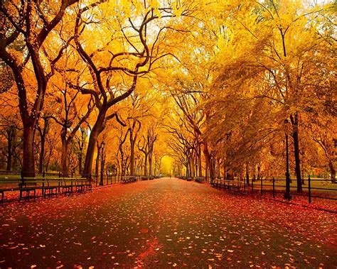 Autumn Path Bonito Cute Look Nice Hd Wallpaper Peakpx