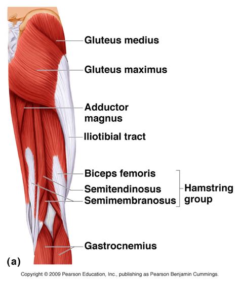 Gluteus Maximus And Its Unusual Role In Medial Knee Collapse
