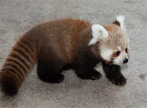 See more ideas about baby panda, panda, panda bear. Super Punch: Red Panda Cubs