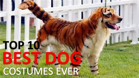 🎃 10 Best Dog Costumes And Creative Halloween Ideas 🎃