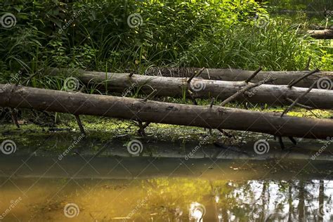 Fallen Trees In The Forest Swamp Stock Photo Image Of Fallen Thick