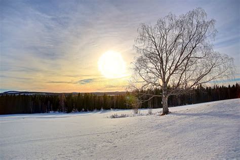 Backlit Shot Of Single Birch On A Snow Plain In Swedish Winter Stock