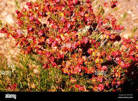 Wildflowers Growing In The Flinders Ranges Of South Australia Stock