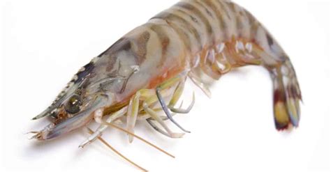 The 10 Largest Shrimp And Prawn In The World A Z Animals