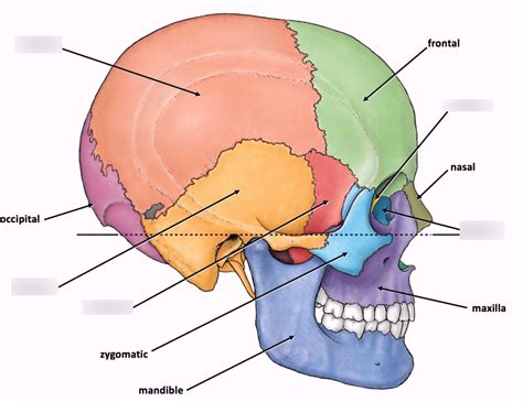 Side View Of Skull Diagram Quizlet