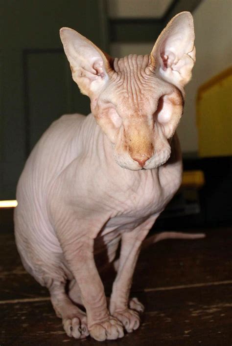 Hairless Eyeless Cat Named Jasper Is A Viral Internet Star