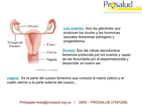 Ideas Para Infografias Biologias Aparato Reproductor Femenino Sistema