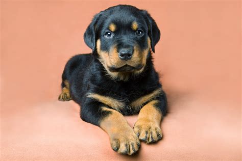Looking For Rottweiler Puppies Theyre Here Furry Babies