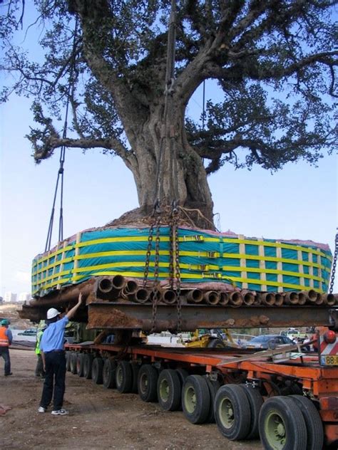 Large Tree Transplanting Gallery | Tree transplanting, Big ...