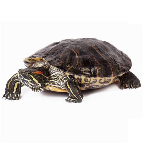 How Much Do Red Ear Slider Turtles Cost At Petco
