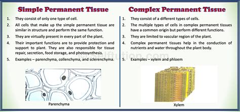 Difference Between Simple And Complex Permanent Tissue Selftution
