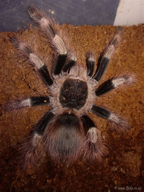 Like all representatives of the nhandu genus, it inhabits the savannas and pampas of brazil. Nhandu Coloratovillosus | Akvaristika i teraristika
