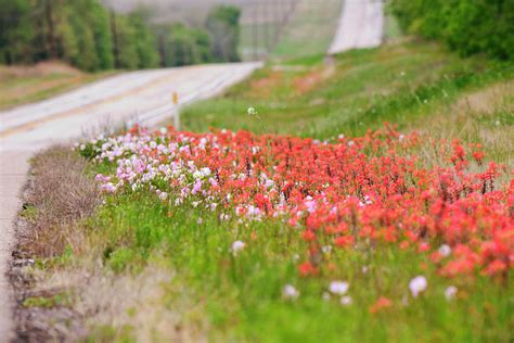 Wildflowers On A Highway In Texas Photograph By Gaby Ethington Fine