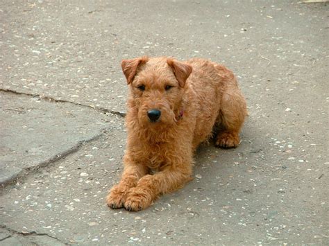 Lakeland terriers were originally bred to hunt and kill the foxes that preyed on sheep during the lambing season in northern england's lake district. Lakeland Terrier Dog Breed - Pictures, Information ...