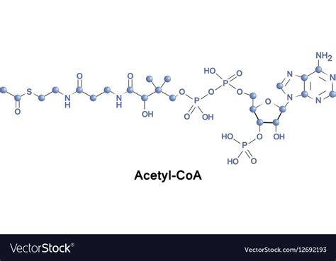 Acetyl Coenzyme A Molecule Royalty Free Vector Image