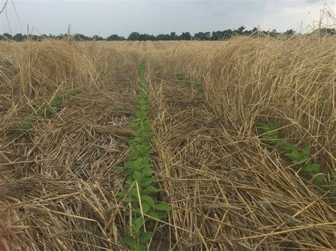 Cover Crops Seeing Green In Post Harvest Fields Missouri Soybean