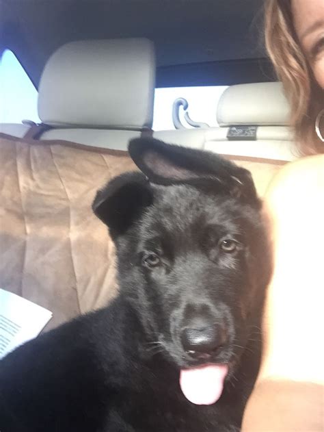 Solid Black German Shepherd Ozzies First Ride Home Gsd Puppies