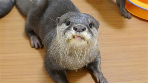 Otters' mothers are killed for the pet trade, and that's really an unacceptable price to pay. Japan verbietet Handel mit Ottern