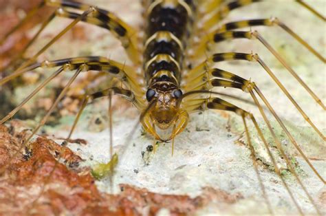 A Day In The Life Of A House Centipede In Lexington Ky