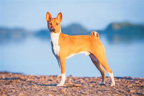 Basenji Dog History Characteristics Health And More Best Guide