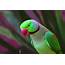 Ringneck Parrot Pro Photograph By Warwick Lowe
